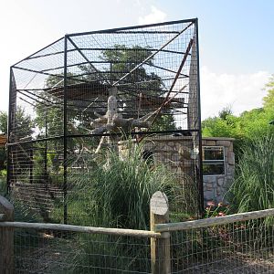 Angolan Colobus Monkey Exhibit