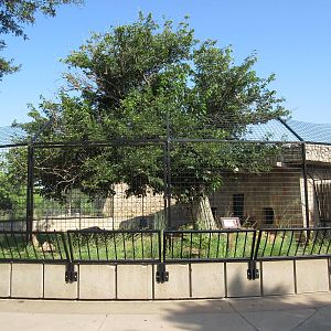 African Lion Exhibit