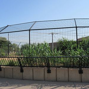 White Bengal Tiger Exhibit