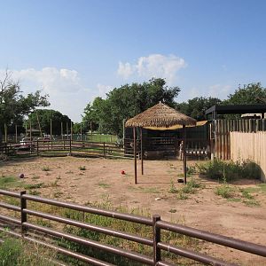 Dromedary Exhibit