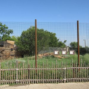 East African Crowned Crane/Helmeted Guineafowl/Vulturine Guineafowl Exhibit