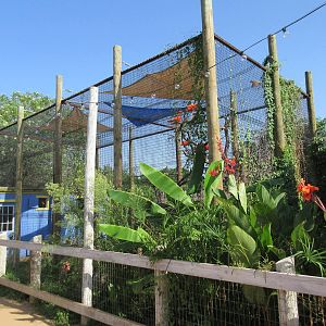 Caribbbean Cove - Scarlet Ibis/Ringed Teal/Southern Lapwing/Green Iguana Ex