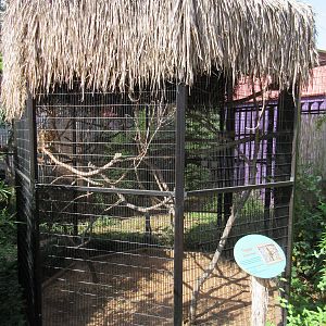 Caribbbean Cove - Troupial Exhibit