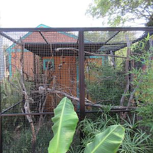 Caribbbean Cove - Cotton Top Tamarin Exhibit