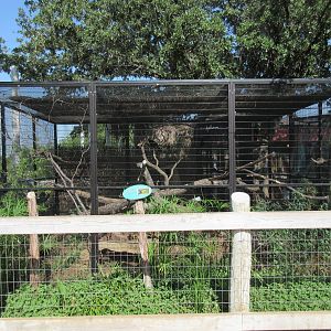 Caribbbean Cove - Keel-Billed Toucan Exhibit