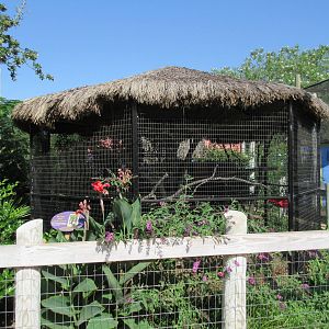 Caribbbean Cove - Two-Toed Sloth Exhibit