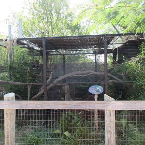 Caribbbean Cove - Coendou Exhibit