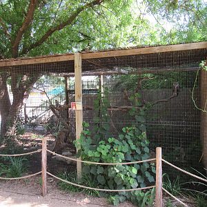 Great Horned Owl Exhibit