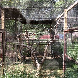 Mississippi Kite/American Kestrel Exhibit