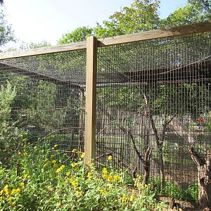 Eastern Screech Owl/Burrowing Owl Exhibit
