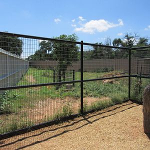 Spotted Hyena Exhibit #1 (New in 2014)