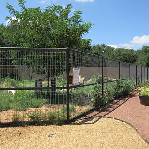 Spotted Hyena Exhibit #2 (New in 2014)