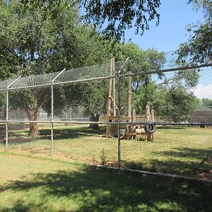 American Black Bear Exhibit