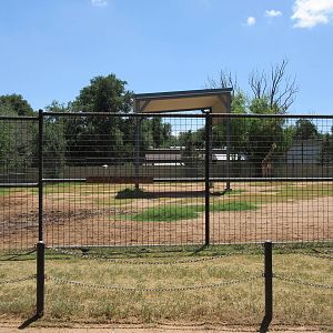 Rothschild's Giraffe Exhibit