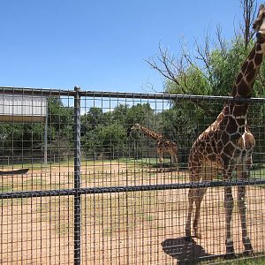 Rothschild's Giraffe Exhibit