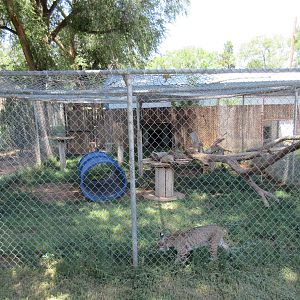 Bobcat Exhibit #2