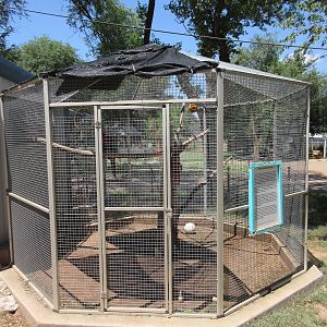 Green-Winged Macaw Exhibit