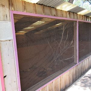 American Kestrel Exhibit