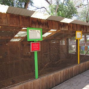Golden Pheasant Exhibit