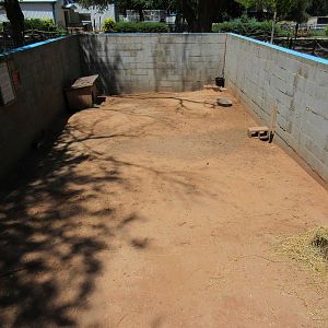 Patagonian Cavy Exhibit