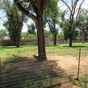 Reeve's Muntjac Exhibit