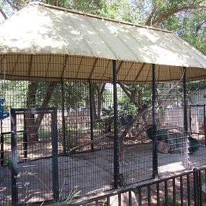 Ring-Tailed Lemur Exhibit #1