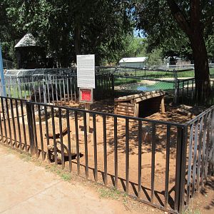 African Spurred Tortoise Exhibits