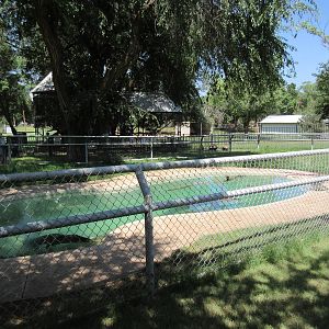 American Alligator Exhibit