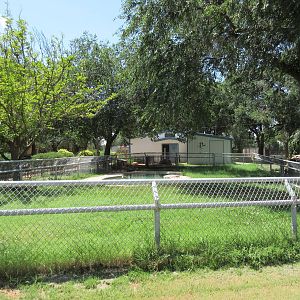 American Alligator Exhibit