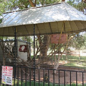 Black-Handed Spider Monkey Exhibit #1