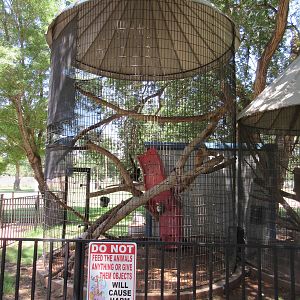 Black-Handed Spider Monkey Exhibit #2