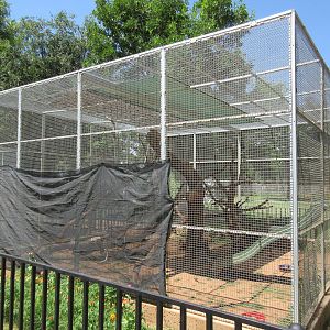 Ring-Tailed Lemur Exhibit #2