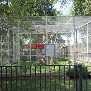 Common Marmoset Exhibit