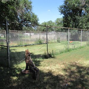 Mexican Grey Wolf Exhibit