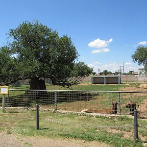 Rocky Mountain Elk Exhibit