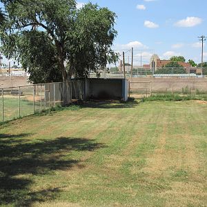 Collared Peccary Exhibit