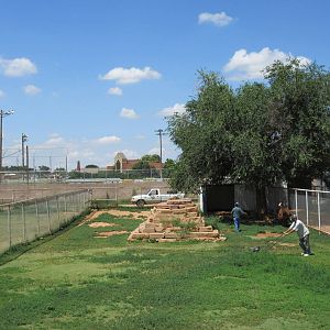 Llama Exhibit (with groundsmen)