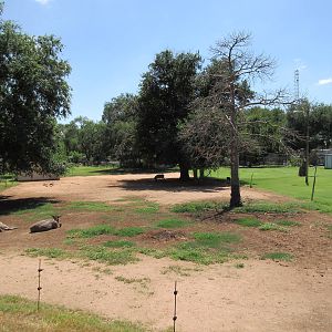 Sicilian Donkey Exhibit