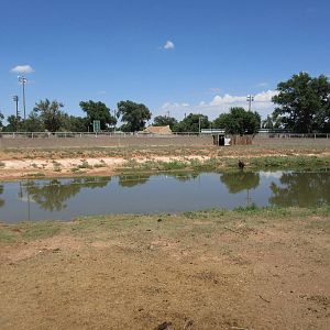 American Bison Exhibit