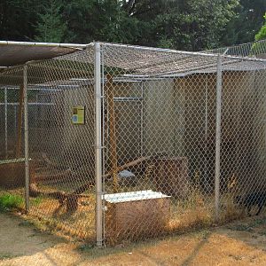 Black African Wildcat Exhibit
