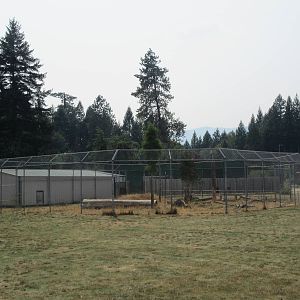 African Lion Exhibit