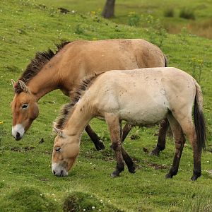 Prezwalski Pair Expelled?