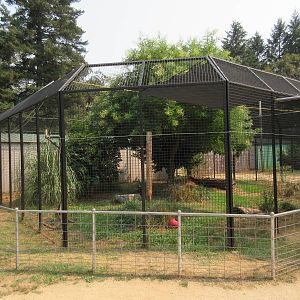Black African Leopard Exhibit