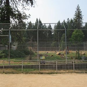 White Bengal Tiger Exhibit #1