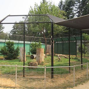 Amur Leopard Exhibit