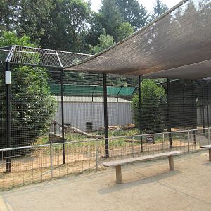 White Bengal Tiger Exhibit #2