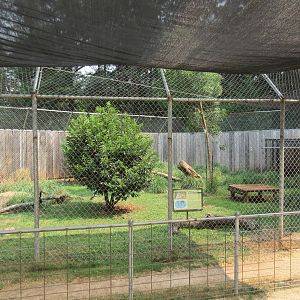 Eurasian Lynx Exhibit