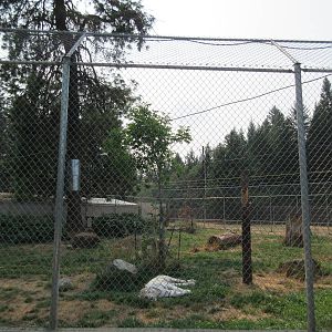 White Tiger Exhibit #1