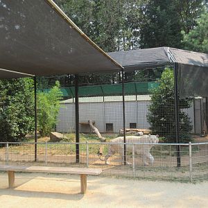 White Tiger Exhibit #2