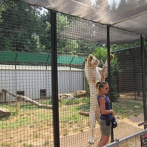 White Tiger Exhibit #2